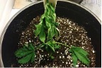 wilting seedling