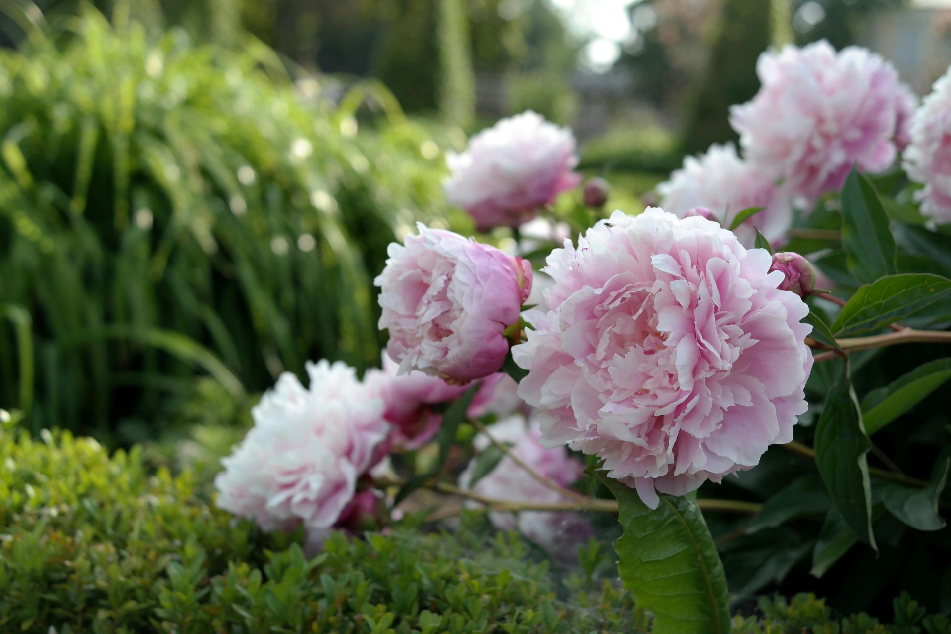 What Are Peonies